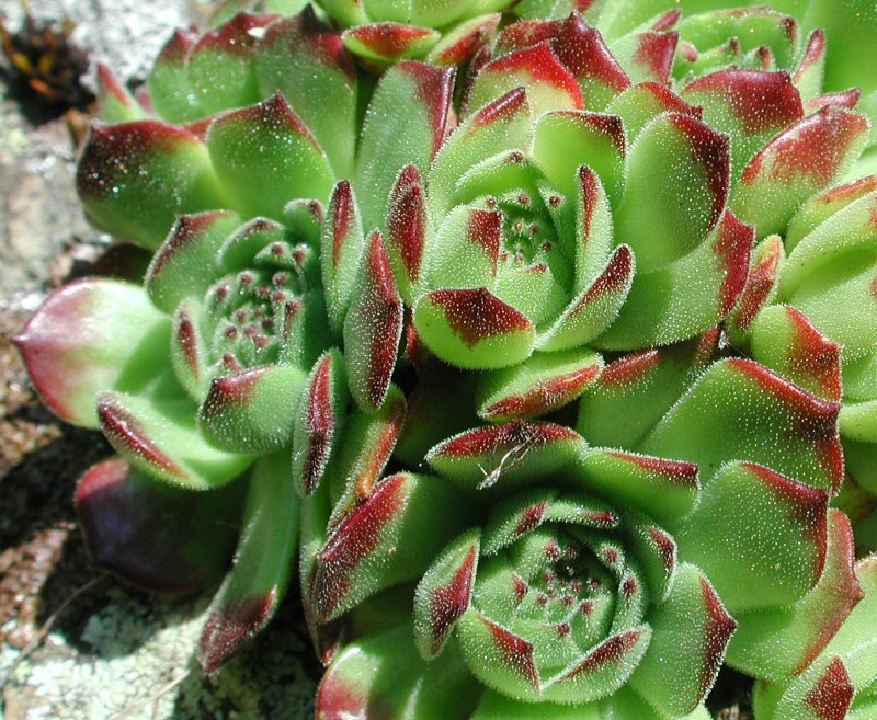 rosette